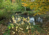 Dogwood, Carpinus Betulus Purpurea, Common Hornbeam