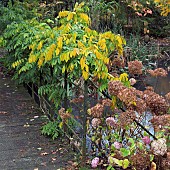 Wistera on footbridge in woodland garden