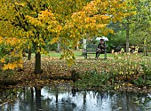 Seating under spreading deciduous tree Carpinus Betulus Purpurea (common Hornbeam) pondside in autumn at Bluebell Arboretum in Smisby Derbyshire England United Kingdom