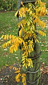 Autumn at Bluebell Arboretum in Smisby Derbyshire England United Kingdom