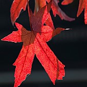 Foliage of Liquidambar Worplesdon