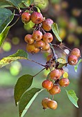 Fruit of Malus x Evereste - crab apple