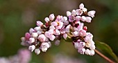 Symphoricarpos Snowberry