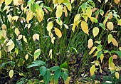 Deciduous shrub Dogwood with green stems in woodland garden autumn at Bluebell Arboretum Smisby Derbyshire England United Kingdom