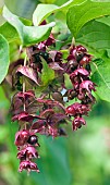 Leycesteria formosa Notbruce GOLDEN LANTERNS; Kingdom