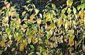 Dogwood with green stems and yellow, green leaves in woodland garden autumn at Bluebell Arboretum Smisby Derbyshire