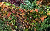 Vitis a deciduous twining climber in Autumn in woodland garden at Bluebell Arboretum Smisby Derbyshire England United Kingdom