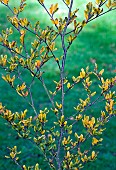 Fagus Sylvatica Greenwood Beech