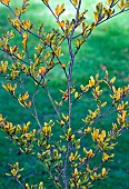 Fagus Sylvatica Greenwood Beech