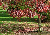 Liquidambar styraciflua Stella; Sweet Gum