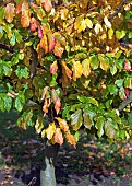 Parrotia persica Persian Ironwood