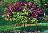 Liquidambar Lane Roberts Sweet Gum