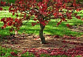 Acer palmatium Osakazuki Japanese Maple