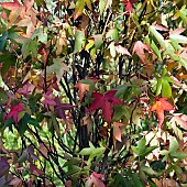 Liquidambar styraciflua Slender Silhouette