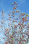 Acer xfreemanii Jeffersred AUTUMN BLAZE