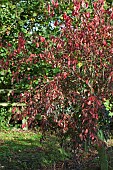 Euonymus Europaeus Atropurpurea Spindleberry