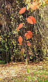 Vitis coignetiae; Spetchley Red;