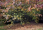 Liquidambar styraciflua Worplesdon, Sweet Gum