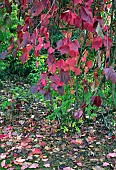 Vitis coignetiae