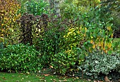 Mature tree and shrubs in glorious Autumn colour in woodland garden at Bluebell Arboretum Smisby Derbyshire England United Kingdom