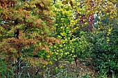 Autumn colour of Metasequoia Glyptostroboides Goldrush and  Cercis Canadensis Hearts of Gold Woodland garden autumn at Bluebell Arboretum Smisby Derbyshire England United Kingdom