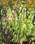 Cornus Alba Sibirica Siberian Dogwood