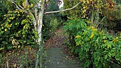 Glorious Autumn colour of mature trees and shrubs in woodland garden at Bluebell Arboretum Smisby Derbyshire England United Kingdom