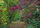 Glorious Autumn colour of mature trees and shrubs in woodland garden at Bluebell Arboretum Smisby Derbyshire England United Kingdom