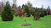 Arboretum woodland garden Conifers, mature trees and young trees in autumn at Bluebell Arboretum England