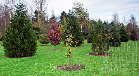 Arboretum_woodland_garden_Conifers_mature_trees_and_young_trees_in_autumn_at_Bluebell_Arboretum_Engl