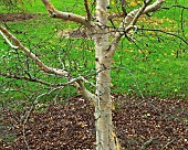 Betula Ermanii Grayswood Hill