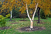 Betula x Charlotte Charlottes Birch yellow leaves in Autumn and stunning peeling creamy bark Woodland garden autumn at Bluebell Arboretum Smisby Derbyshire England United Kingdom