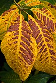 Magnolia close uo leaf detail patterned yellow brown in autumn November