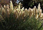 Cortaderia Selloana Pumila