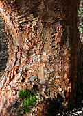 Acer Griseum