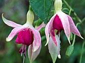 Perennial Fuchsia Celia Smedley