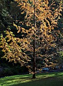 Metasequoia Glyptostroboides Gold Rush The Dawn Redwood