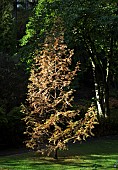 Metasequoia Glyptostroboides Gold Rush The Dawn Redwood