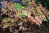 Polemonium Jacobs Ladder