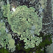 Detail of tree trunk and Shield Lichen growing on bark of in late autumn garden