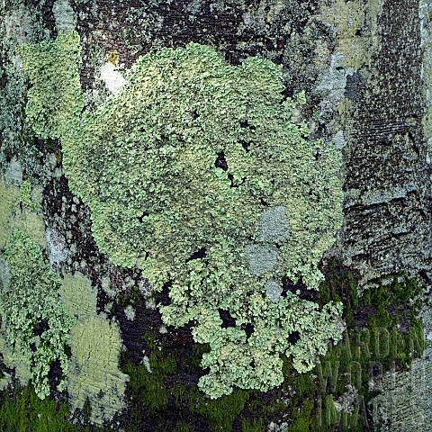 Detail_of_tree_trunk_and_Shield_Lichen_growing_on_bark_of_in_late_autumn_garden