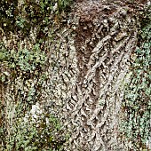 Detail of tree trunk and lattice bark