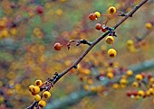 Diminutive ornamental fruit of deciduous tree Malus Transitora, Crab apple in a late autumn garden