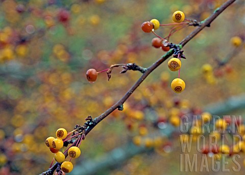 Diminutive_ornamental_fruit_of_deciduous_tree_Malus_Transitora_Crab_apple_in_a_late_autumn_garden