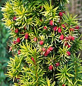 Taxus Baccata Fastigiata Aurea Golden Irish Yew