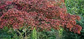 Acer Palmatum Osakazuki