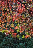 Acer Palmatum Osakazukii