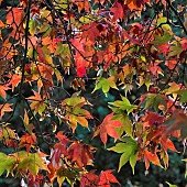 Acer Palmatum Osakazukii