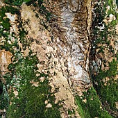 Magnolia Veitchii Peter Veitch
