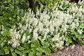 Tiarella cordifolia Foam Flower